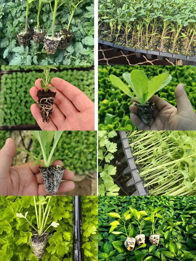 Modular Roller-type Nursery Seedling Line price